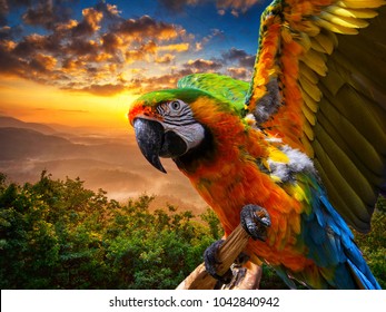 Macaw sitting on a branch . Beautiful colorful parrot in nature habitat with sunset background - Shutterstock ID 1042840942