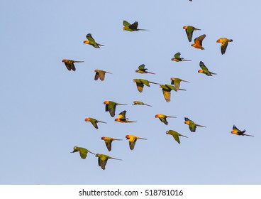 Macaw and Sun Flock of flying in the sky and enjoy.