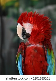 Macaw Taking A Little Power Nap.