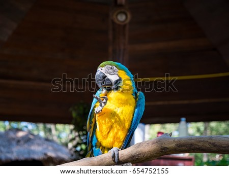 Macaws