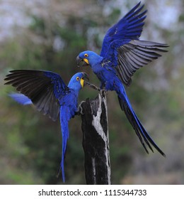 Macaws in action