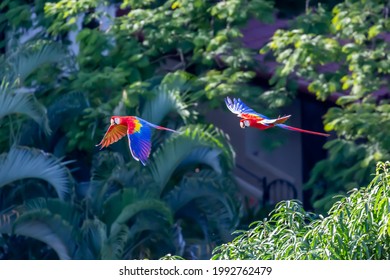 Macaws Costa Rica Manuel Antonio