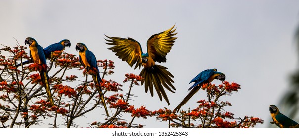 Macaws Feeding On Flowers On Top Canopy In The Amazon Rain Forest, Forced To Eat On The Flowers Of This Tree Due To Deforestation  