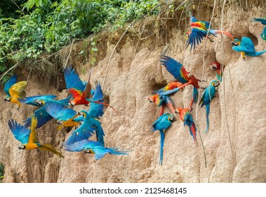 Macaws Flying away from clay lick at Manu national park Peru