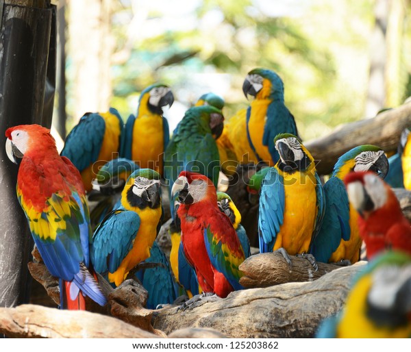 macaws parrot bird on location