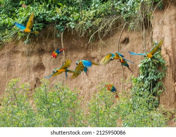 Macaws In Peruvian Rainforest In Manu National Park