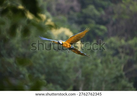 Macaws soaring in the sky