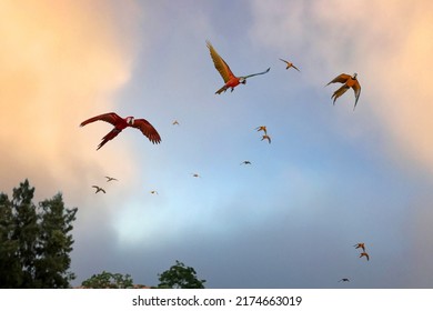 Macaws And Sun Conures Fly In The Sky In The Clear Evening Sky.