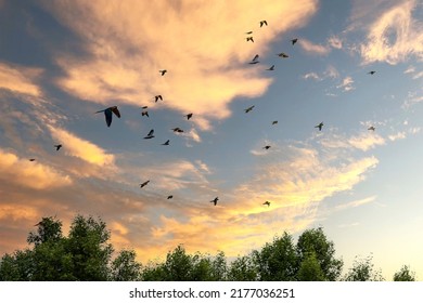 Macaws and Sun Conures fly in the sky in the clear evening sky. - Shutterstock ID 2177036251