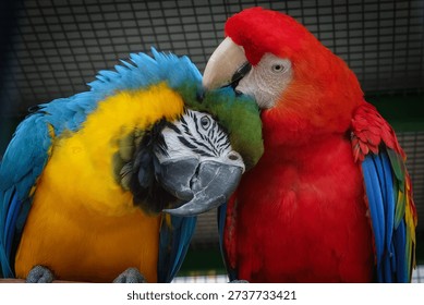 Macaws of two species interacting affectionately while caged.