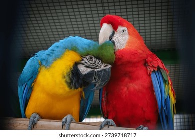 Macaws of two species interacting affectionately while caged.