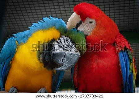 Macaws of two species interacting affectionately while caged.