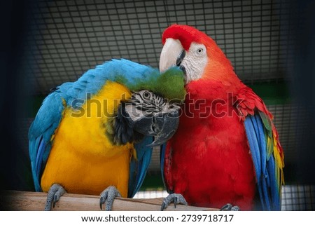Macaws of two species interacting affectionately while caged.