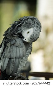 The macaws in the zoo