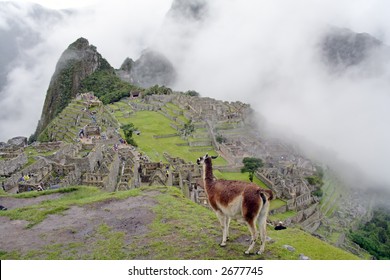 Macchu Picchu Citadel And Vicuna