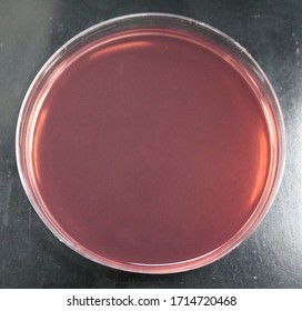 MacConkey Agar Is Used To Differentiate Lactose And Non Lactose Fermenting Bacteria.