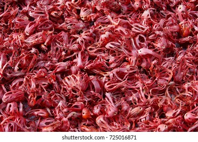 mace drying in sunlight for making final product