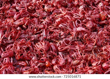 mace drying in sunlight for making final product
