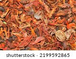 Mace spices, nutmeg flowers. Mace spice background, many flower of javitri, top view. indian spices in market