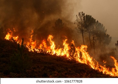 Maceda, Galicia / Spain - Oct 16 2017: Forest fire.