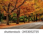 Macedon, Victoria, Australia: Autumn (Fall) colors created by rows of pin oak trees at Honor Avenue in Macedon.