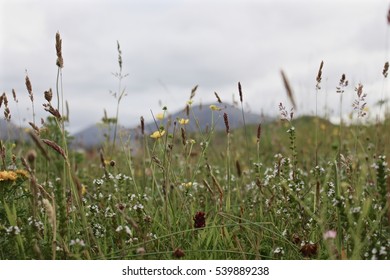 Machair