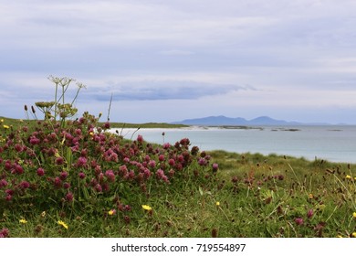 Machair