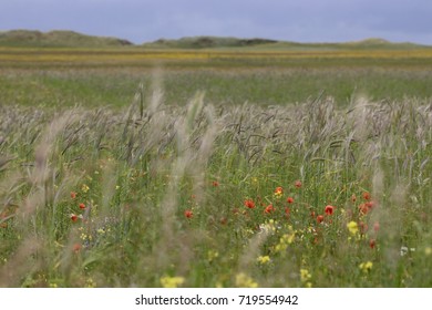 Machair