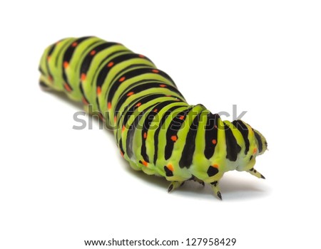 Machaon caterpillar on a white background close up.