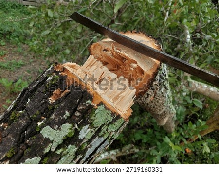 a machete stuck on a fallen tree trunk