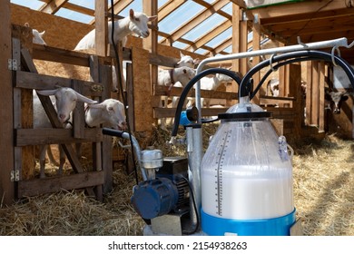 Machine For Automatic Milking In A Livestock Building With Goats. Breeding Of Farm Animals. Development Of Farming.