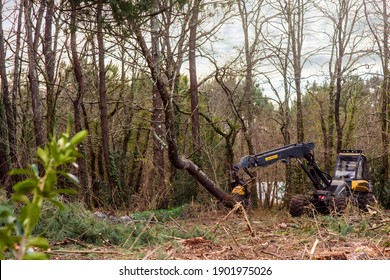 Machine For Cutting Tree Trunks Used In The Forestry Industry