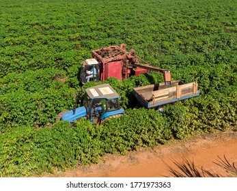 Machine In The Field Harvesting Coffee In The Plantation Of Brazil