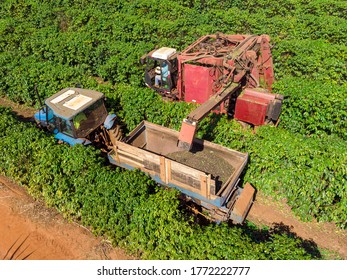 Machine In The Field Harvesting Coffee In The Plantation Of Brazil