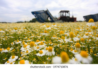 Machine harvesting chamomile from field. High quality photo