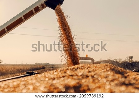 Machine for separating corn grains working on field and filling tractor trailer with corn. Autumn time is for harvesting corn