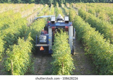 A Machine Used For Picking Blueberries/Blueberry Or Raspberry Picking Machine/Automated Machine For Picking Blueberries Or Raspberries