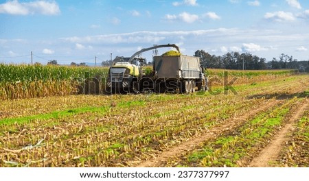 Machinery harvester collecting maize on field for further proccessing into animal food.