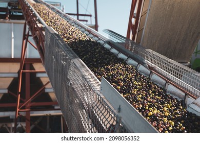 Machinery Of An Oil Mill To Obtain Olive Oil.