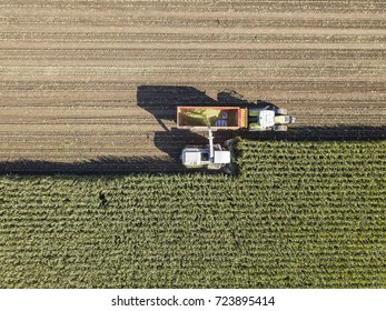 Machines Harvesting Corn In The Field. Aerial Drone Shot.