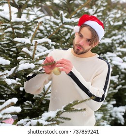 Macho In Santa Hat Decorating Fir Tree In Snow Forest. Macho With Xmas Ball On Winter Day. Christmas And New Year. Holidays Celebration Concept