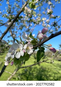 Macintosh Apple Blossoms in Sun