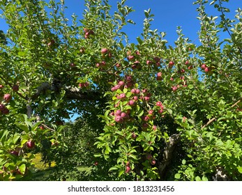 Macintosh Apples In Dorset, Vermont.