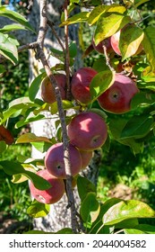 Macintosh Apples Fruit Branch, Auteuil, Laval, Quebec, Canada