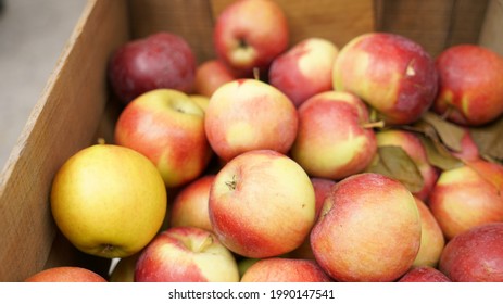 Macintosh apples fruit red fresh