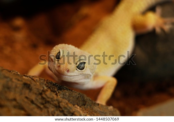 cute baby leopard gecko