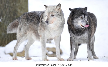 Mackenzie Valley Wolf, Alaskan Tundra Wolf Or Canadian Timber Wolf (Canis Lupus Lycaon), Two Wolves In The Snow, The Female Leader Of The Pack On The Left