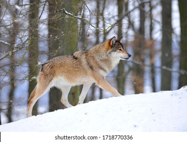 Mackenzie Valley Wolf, Alaskan Tundra Wolf Or Canadian Timber Wolf (Canis Lupus Lycaon), Leader Of The Pack