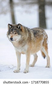 Mackenzie Valley Wolf, Alaskan Tundra Wolf Or Canadian Timber Wolf (Canis Lupus Lycaon) In The Snow, Leader Of The Pack