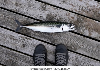 Mackerel, From The Family Scombridae